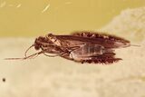 Detailed Fossil Caddisfly (Trichoptera) In Baltic Amber #362668-1